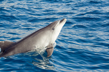 Naklejka premium Dolphins playing in the ocean along the boat in Tenerife, Canary Islands