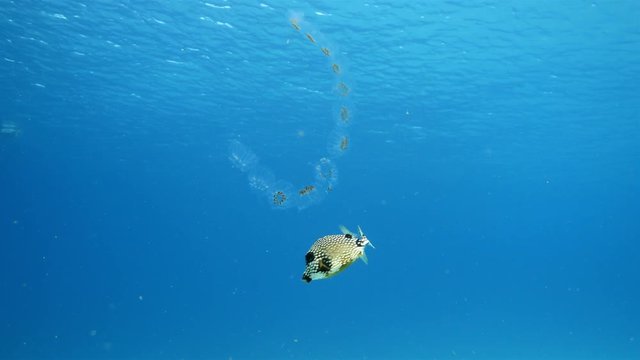Trunkfish swim at the coral reef in the Caribbean Sea at scuba dive around Curacao /Netherlands Antilles