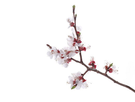 Fruit flowers blooming with twig isolated on white, with clipping path