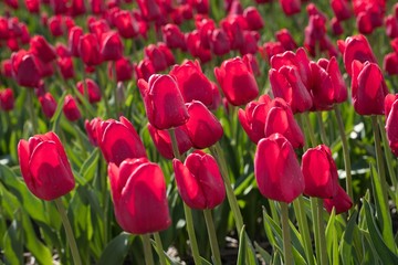 Field of flowering Tulips. Netherlands. Spring