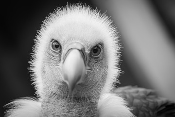 Black and white closeup of vulture that looks straight in camera