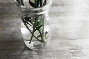 Green Stem of Daisy Flower in Water with Glass Bottle in Black and White Tone 