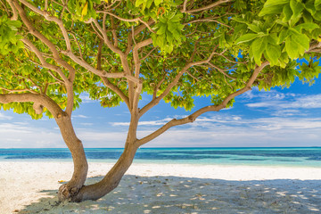 Divi Divi tree on white sandy tropical beach 