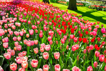 Field of flowers red tulips in park Keukenhof Holland