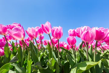 Poster de jardin Tulipe Pink tulips flowers with blue sky