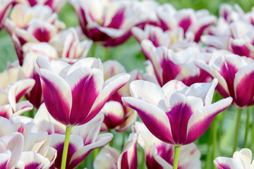 Tulips flowers purple with white in field