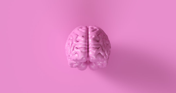 Pink Human brain Anatomical Model 3d illustration	
