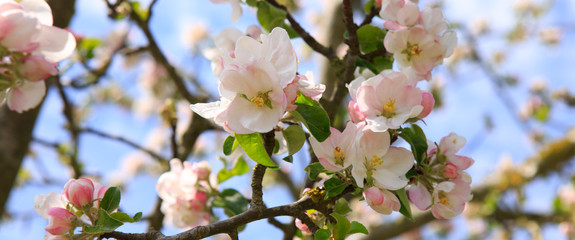 Obraz premium Apple tree branch isolated on blue sky background.