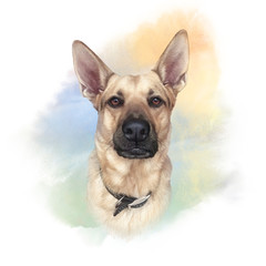 German Shepherd. Cute head of a bicolor domestic dog for print on pillow, T-shirt, card. Drawing in realistic style. Watercolor Animal collection Dogs. Hand Painted Illustration of Pet. Art background