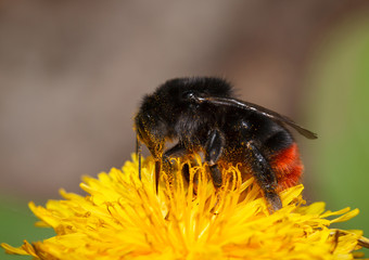 Pollinating bumblebee