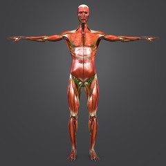 Human Muscular Anatomy with Lymph nodes Anterior view