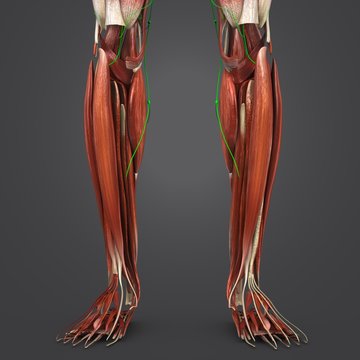 Leg Muscles with Lymph nodes