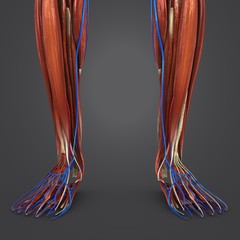 Leg Muscles with Circulatory system closeup