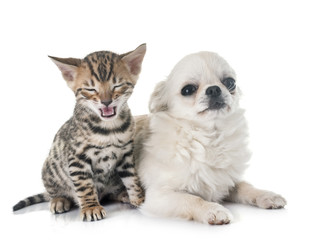 bengal kitten and puppy chihuahua