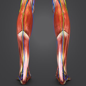 Muscles of Leg with Circulatory system and Nerves Posterior view