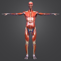 Human Muscular and Skeletal Anatomy with Veins Anterior view