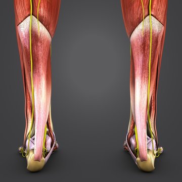 Muscles and Bones of Leg with Nerves Posterior view Closeup