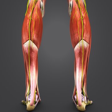 Muscles and Bones of Leg with Nerves Posterior view