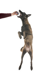 belgian shepherd malinois
