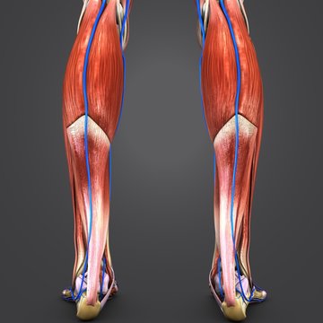 Muscles and Bones of Leg with Veins Posterior view