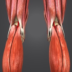 Lower Limbs with Arteries Posterior view
