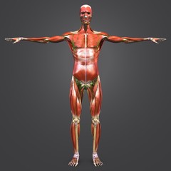 Human Muscular and Skeletal Anatomy with Lymphnodes Anterior view