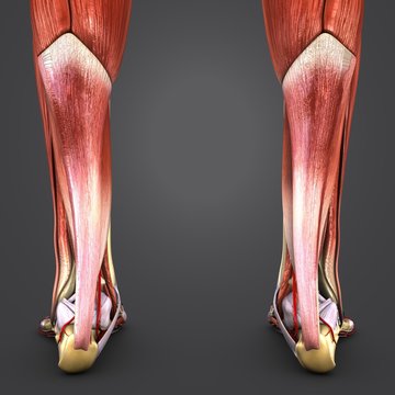 Muscles and Bones of Leg with Arteries Posterior view Closeup