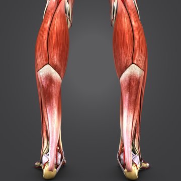 Muscles and Bones of Leg with Arteries Posterior view