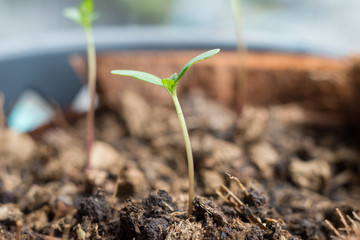 Marigold tree seedling are growing in plastic flower pot