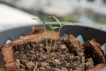 Marigold tree seedling are growing in plastic flower pot