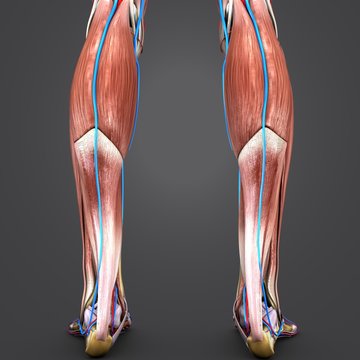 Muscles and Bones of Leg with Circulatory system Posterior view