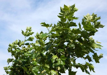 Tree nursery