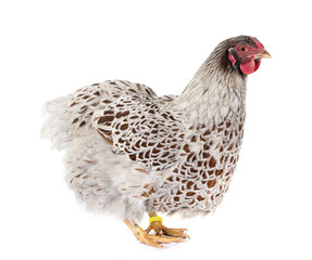  blue-laced Wyandotte chicken in studio