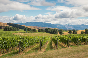 Fototapeta na wymiar New Zealand vineyard landscape with cloudy sky