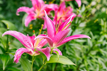 closeup of pink lily flowers in bloom in garden