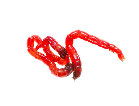 red worms for fishing on a white background