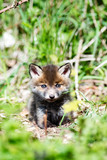 European Red Fox