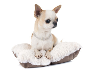 adult chihuahua in studio