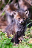 European Red Fox