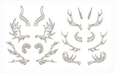 Collection of horns of various animals isolated on white background - ram, mountain goat tur, antelope, elk, bull. Monochrome vector illustration hand drawn in elegant vintage engraving style.