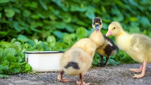 Cute domestic gosling and duckling eating grain, drinking water and walking in green grass, outdoor.