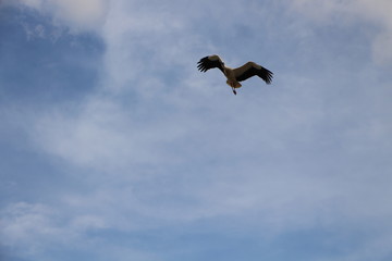 Storch im Anflug