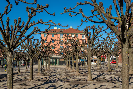 City square with many pruned trees and building early spring.