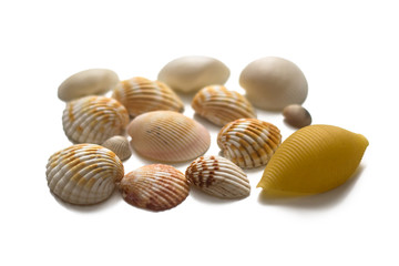 Different seashells