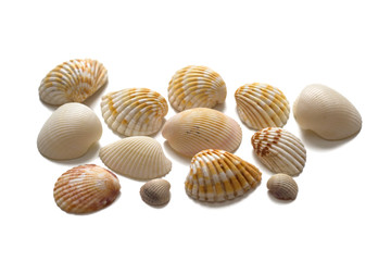 Isolated on white seashells