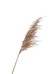 Dry common bulrush, isolated on white background with clipping path © dule964
