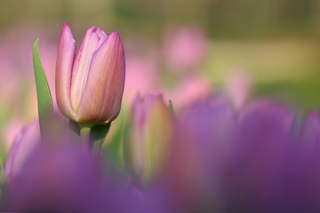 Obraz na płótnie Canvas fiori di tulipano, (Tulipa)
