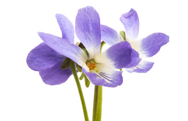 Obraz premium forest violet isolated