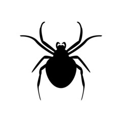Spider illustration