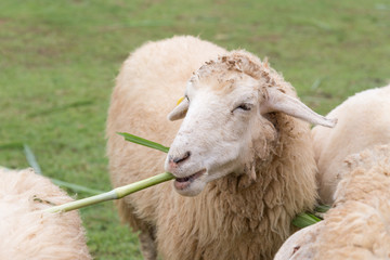 sheep eating grass leaves in sheep farm